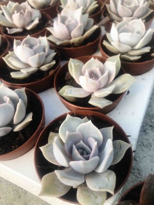 Echeveria lilacina